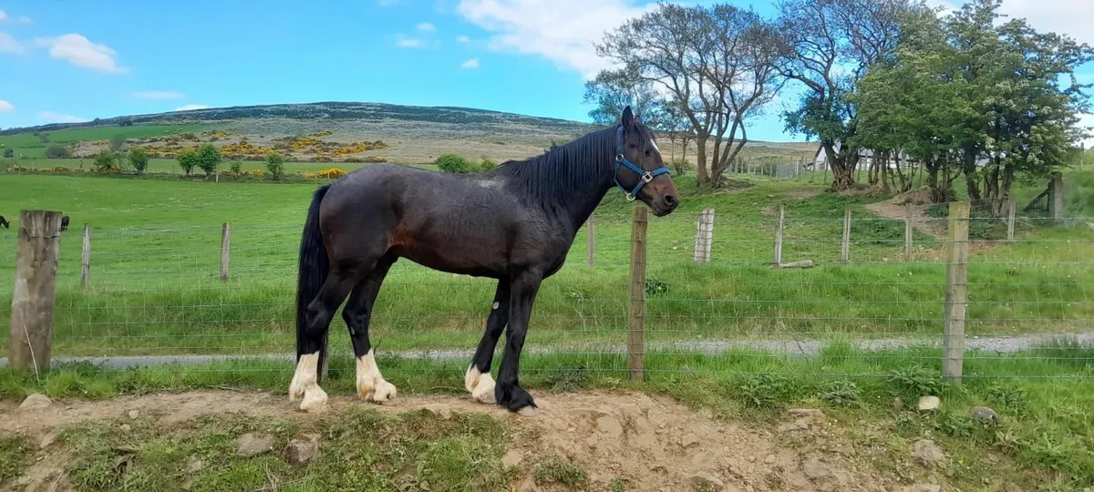 SPORTS HORSE - Image 3