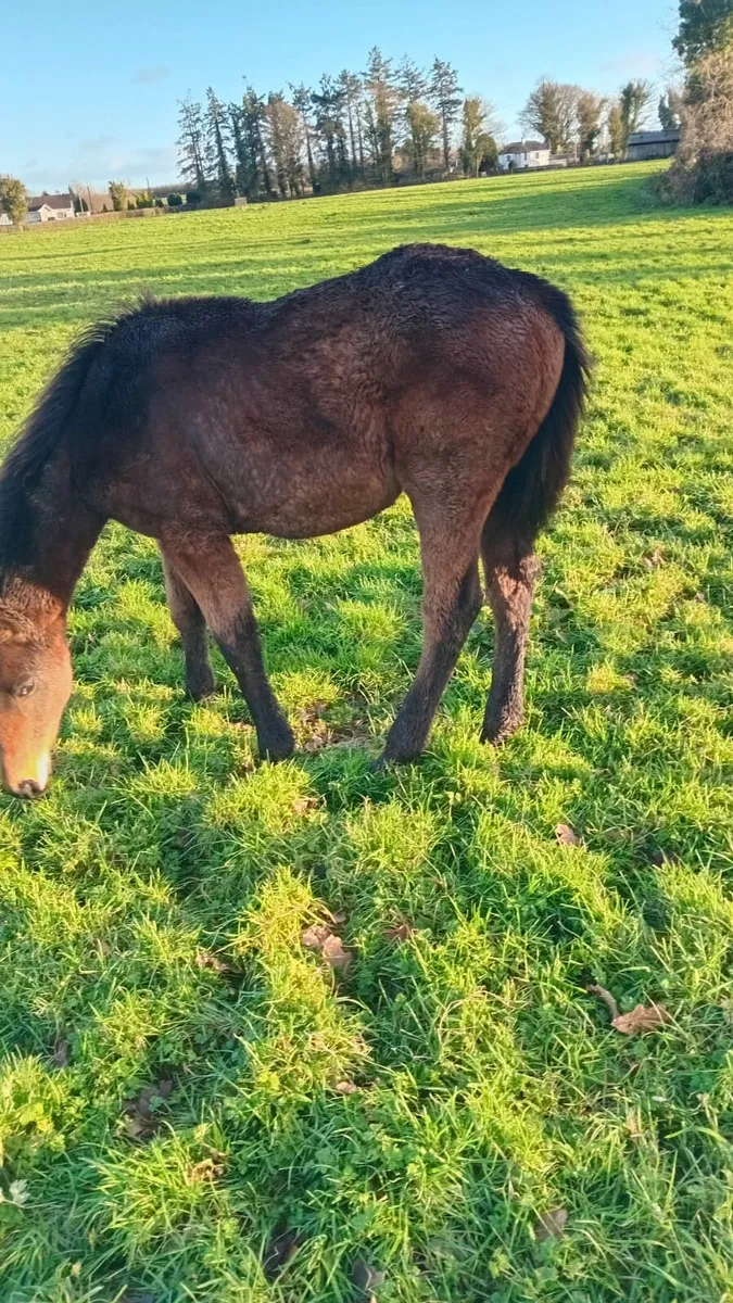 6 month old foal - Image 1
