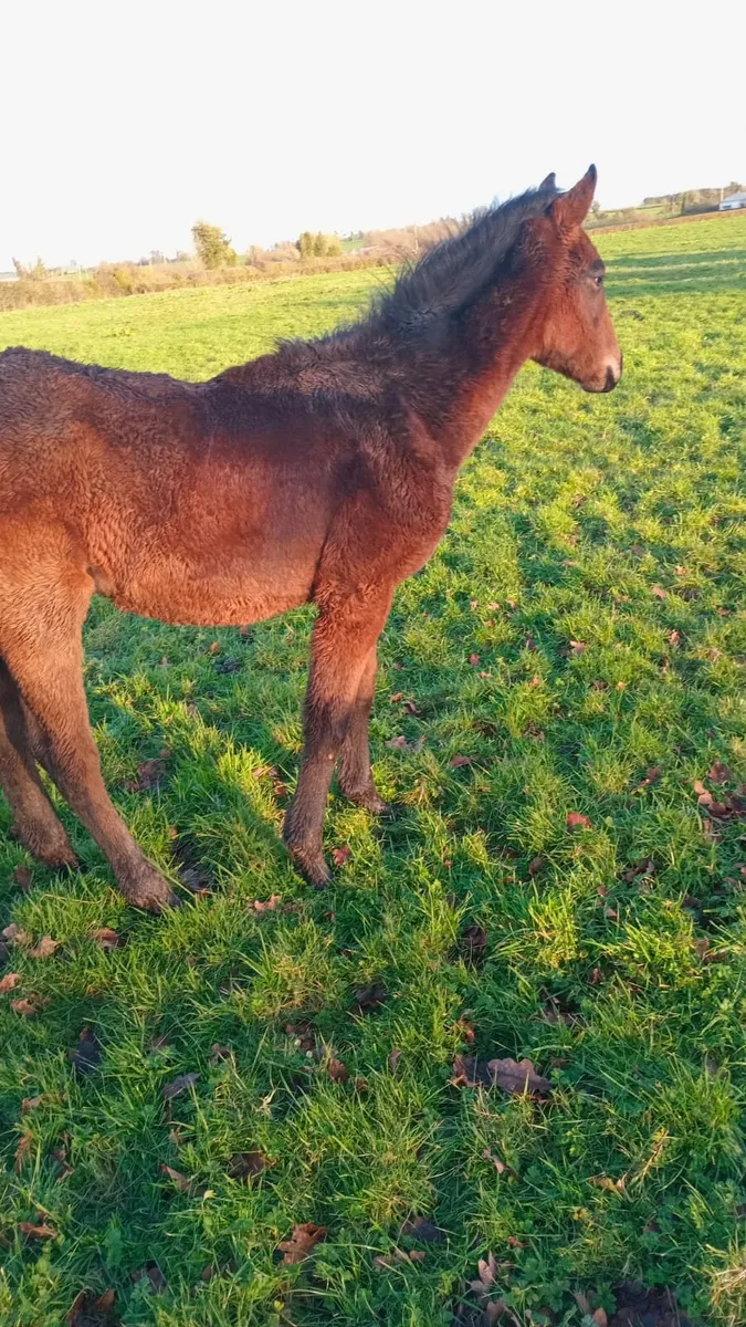 6 month old foal - Image 2
