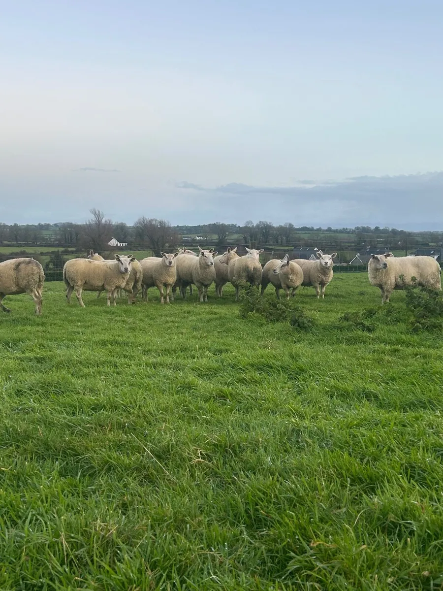Inlamb ewes - Image 1