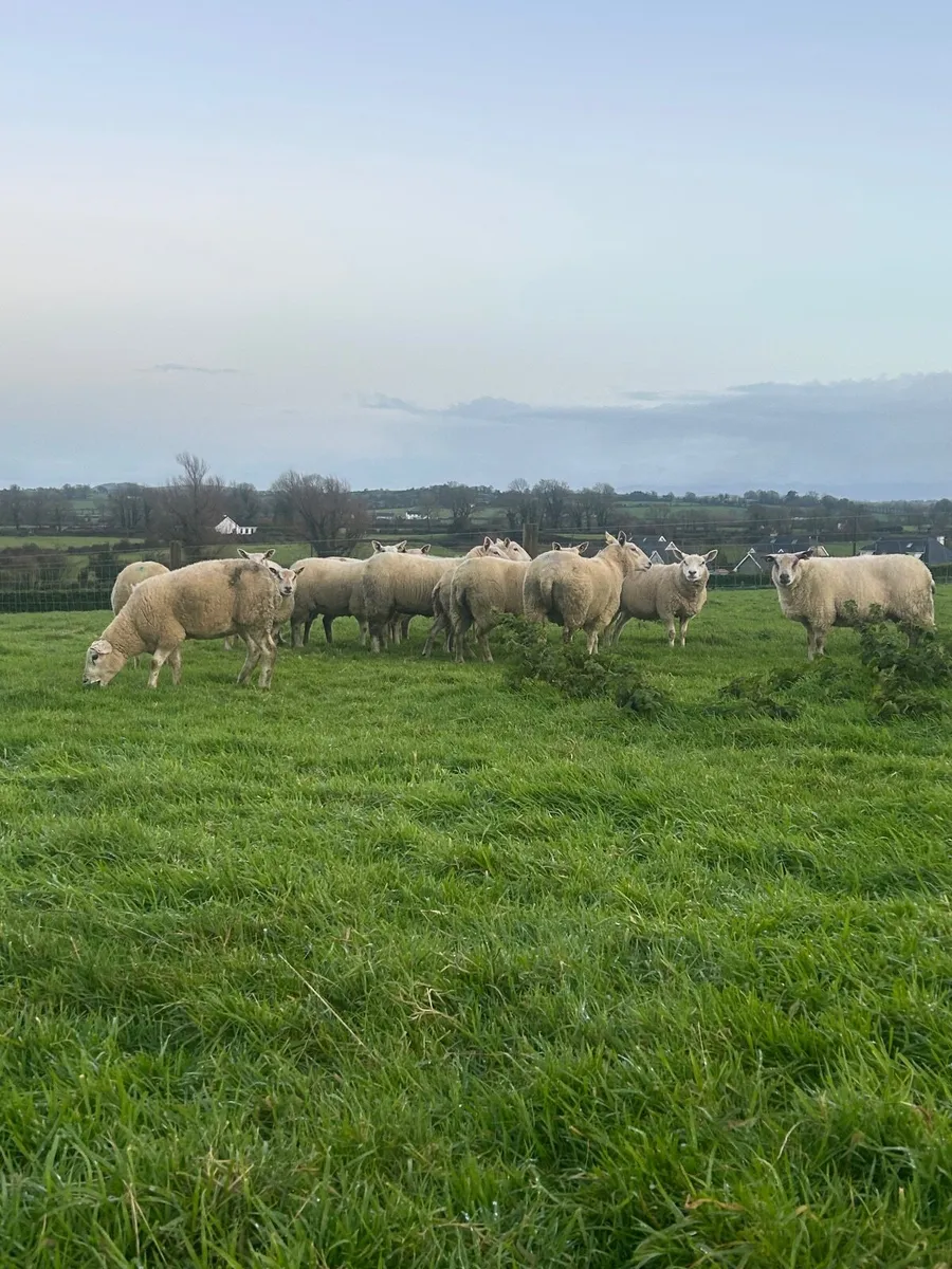 Inlamb ewes - Image 2
