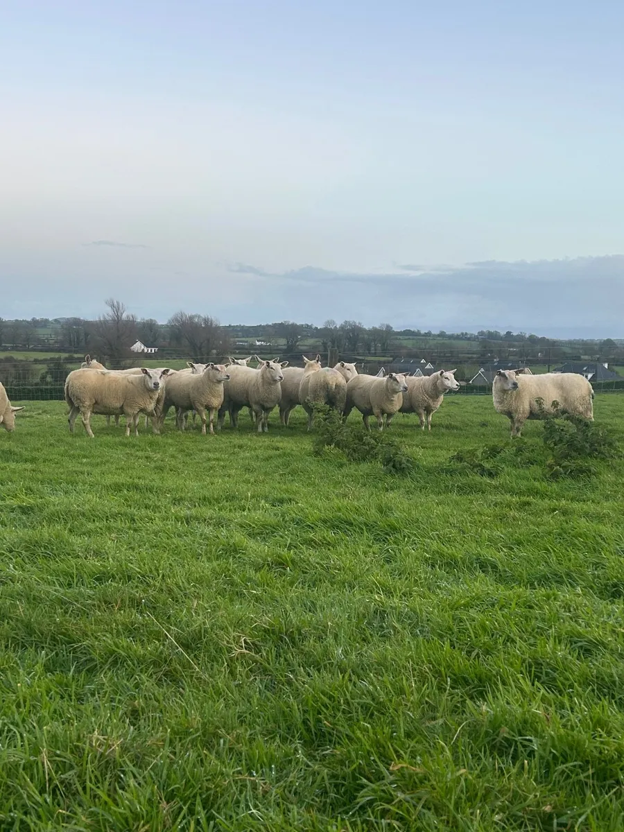 Inlamb ewes - Image 3