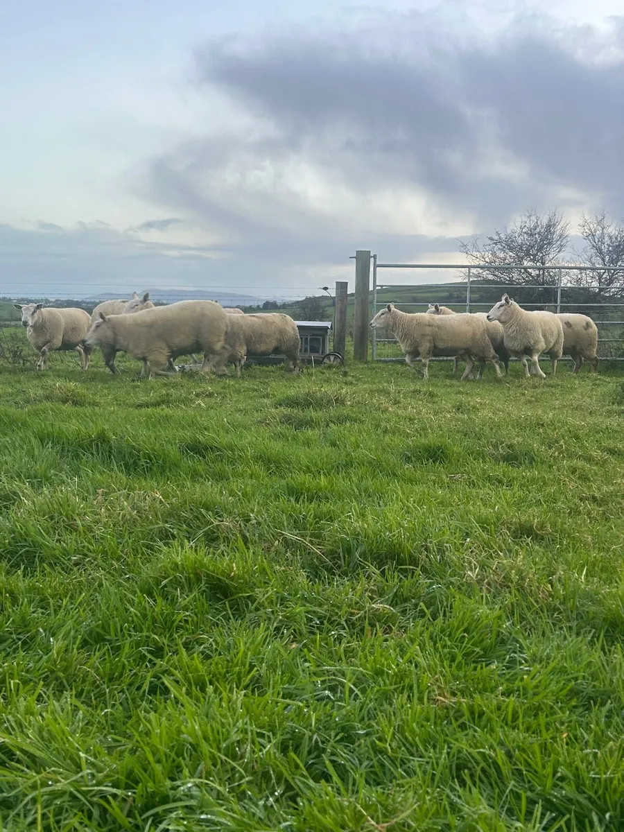 Inlamb ewes - Image 4