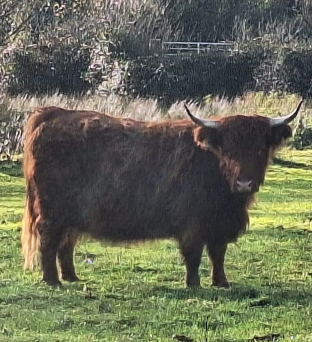 Miniature Highland Herd - Image 1