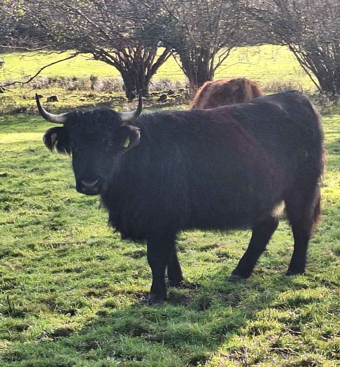 Miniature Highland Herd - Image 3