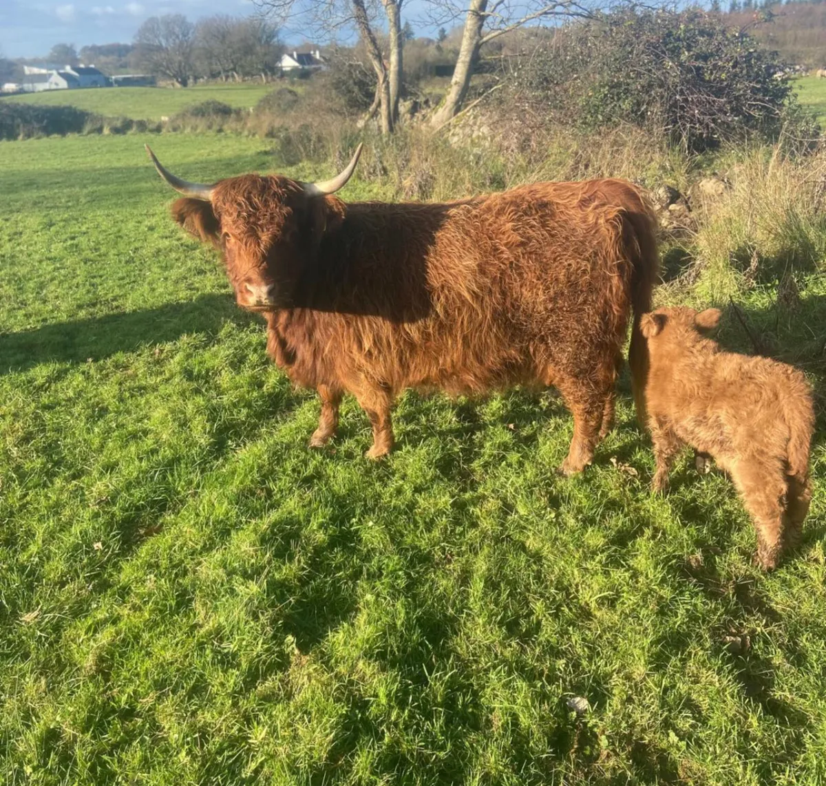 Miniature Highland Herd - Image 4