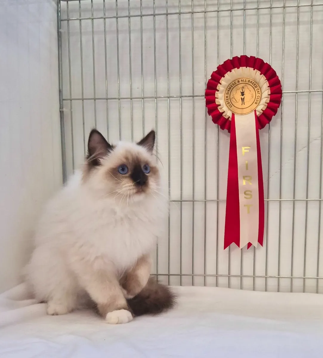 Ragdoll male gccf reg - Image 2