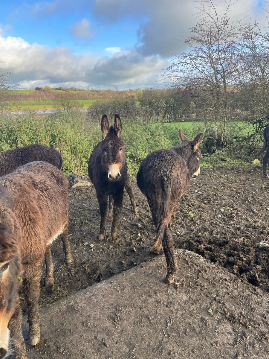 Donkey sale Drumshambo mart - Image 1