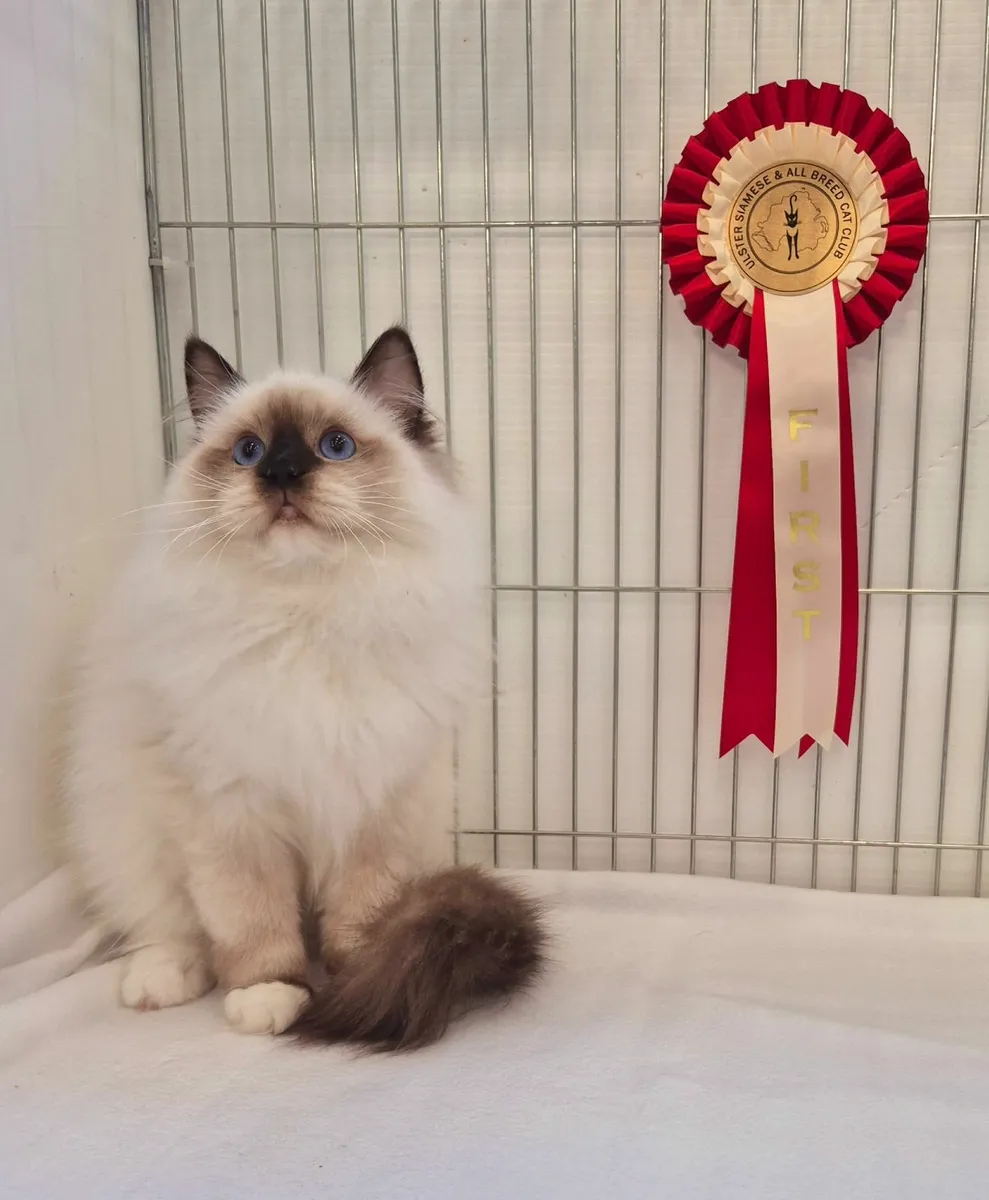 Ragdoll male gccf reg - Image 1