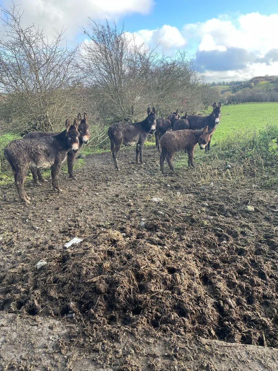 Donkey sale Drumshambo mart - Image 2