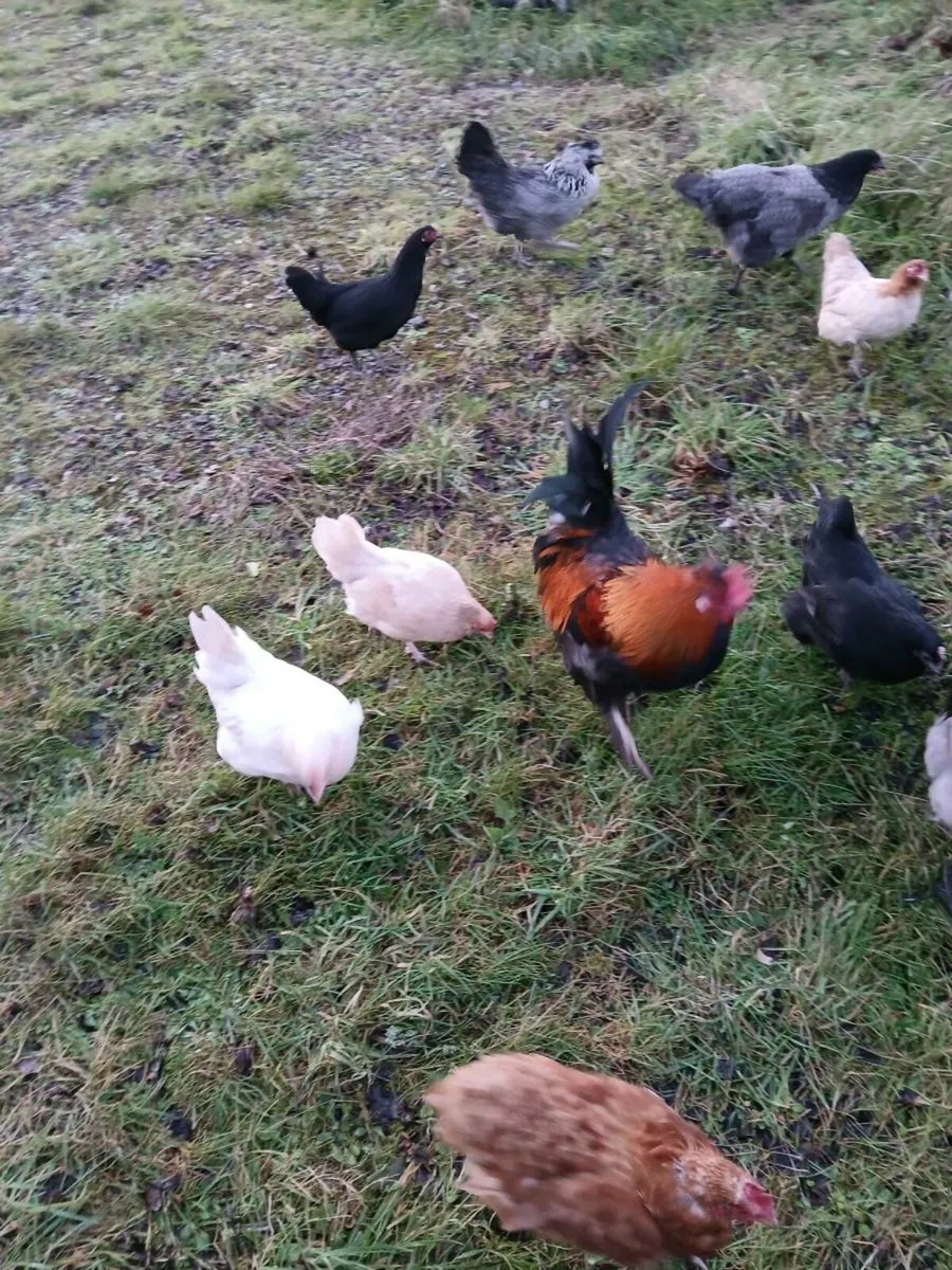 Free chickens - Image 1