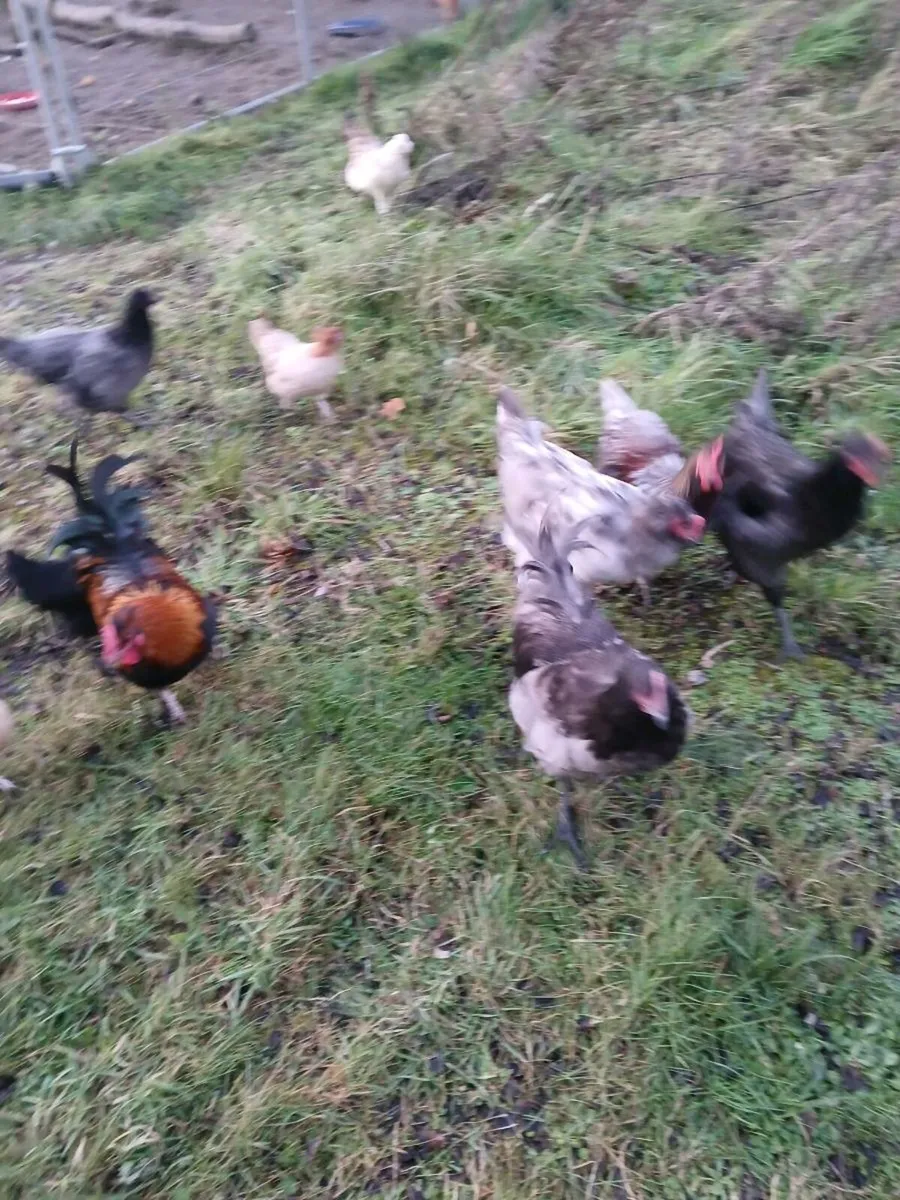 Free chickens - Image 2