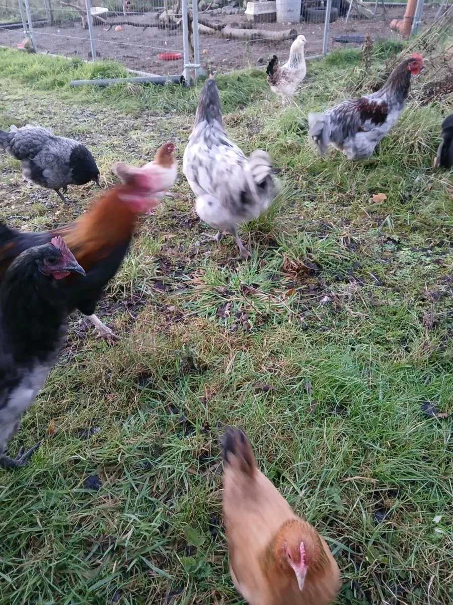 Free chickens - Image 3