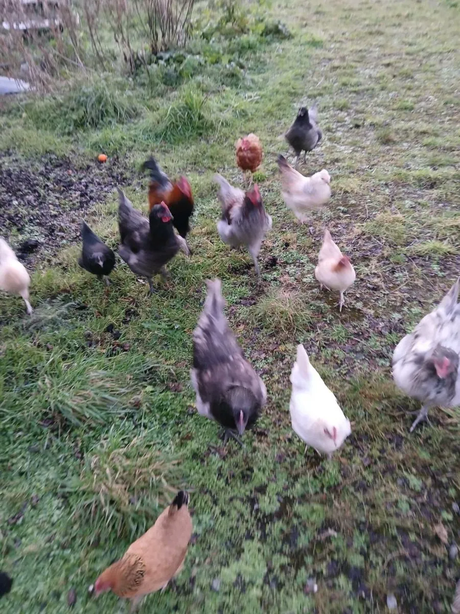 Free chickens - Image 4
