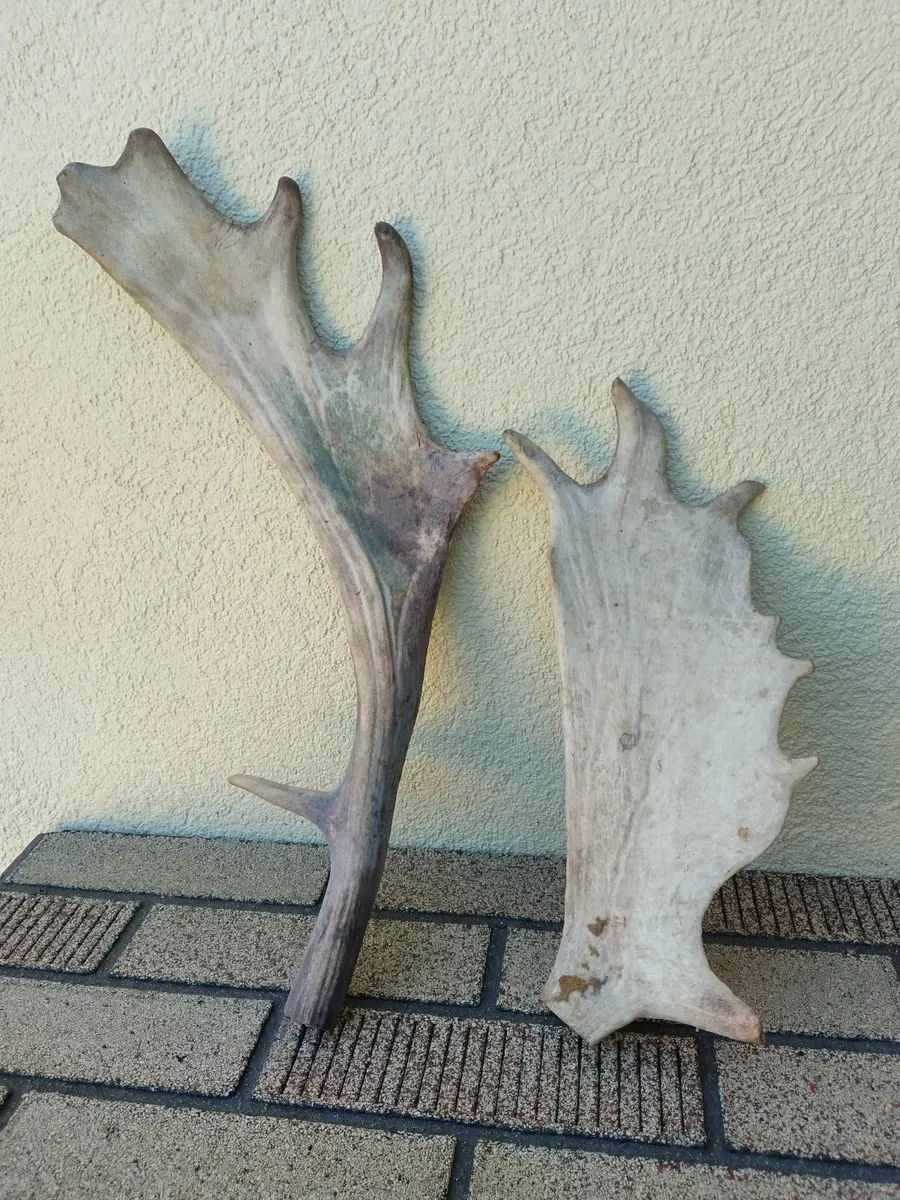 2. Antique Fallow deer Antlers