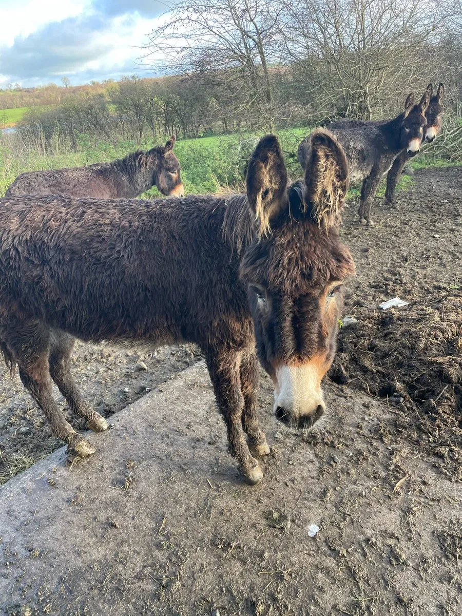 Donkey sale Drumshambo mart - Image 3