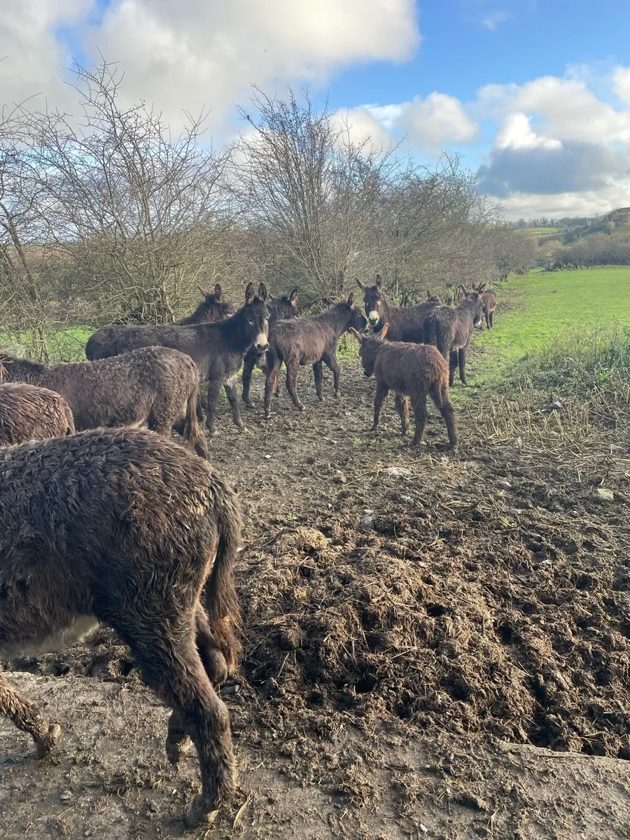Donkey sale Drumshambo mart - Image 4