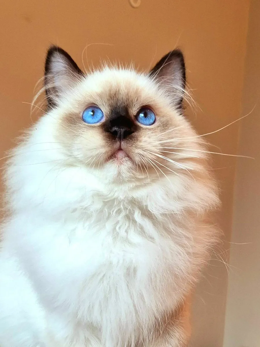 Ragdoll male gccf reg - Image 3