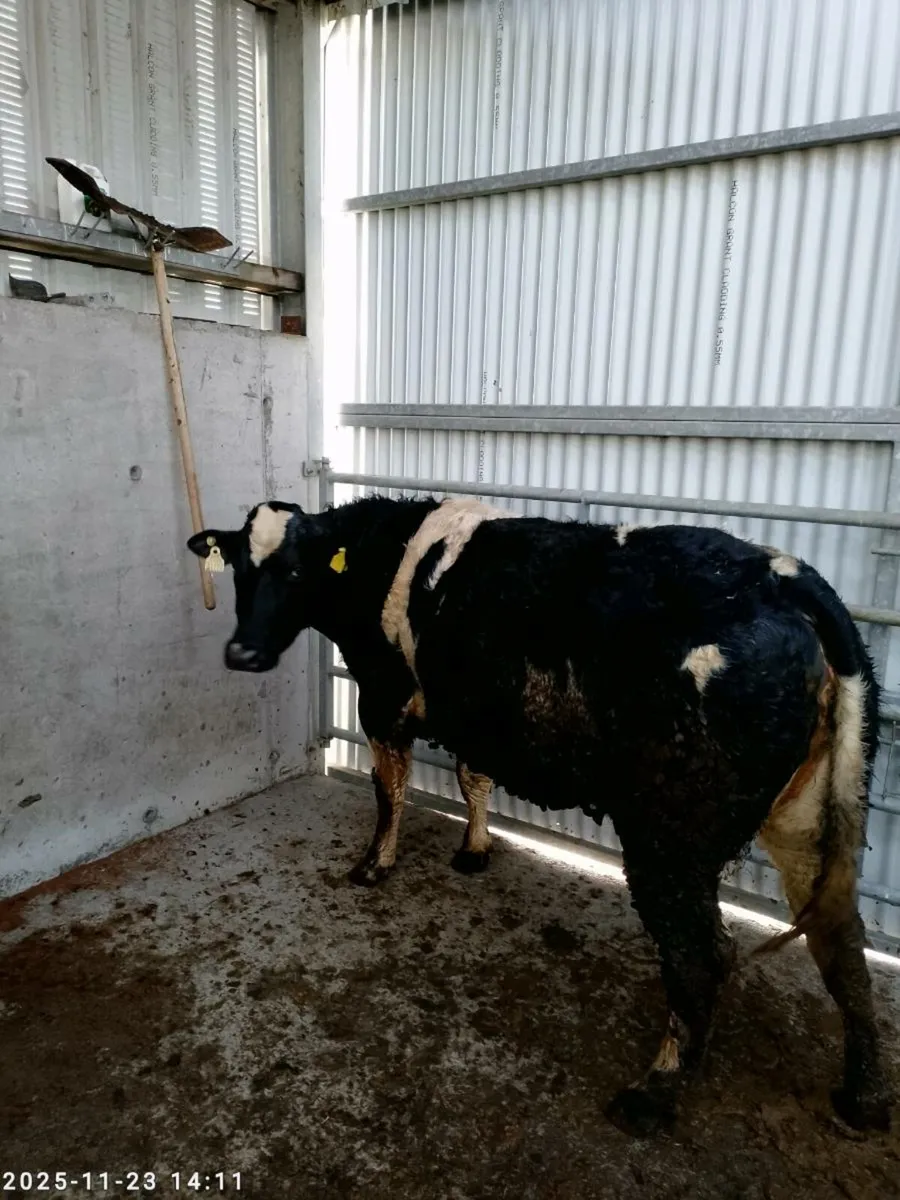 Incalf Heifers - Image 2