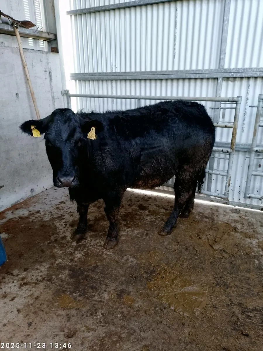 Incalf Heifers - Image 3