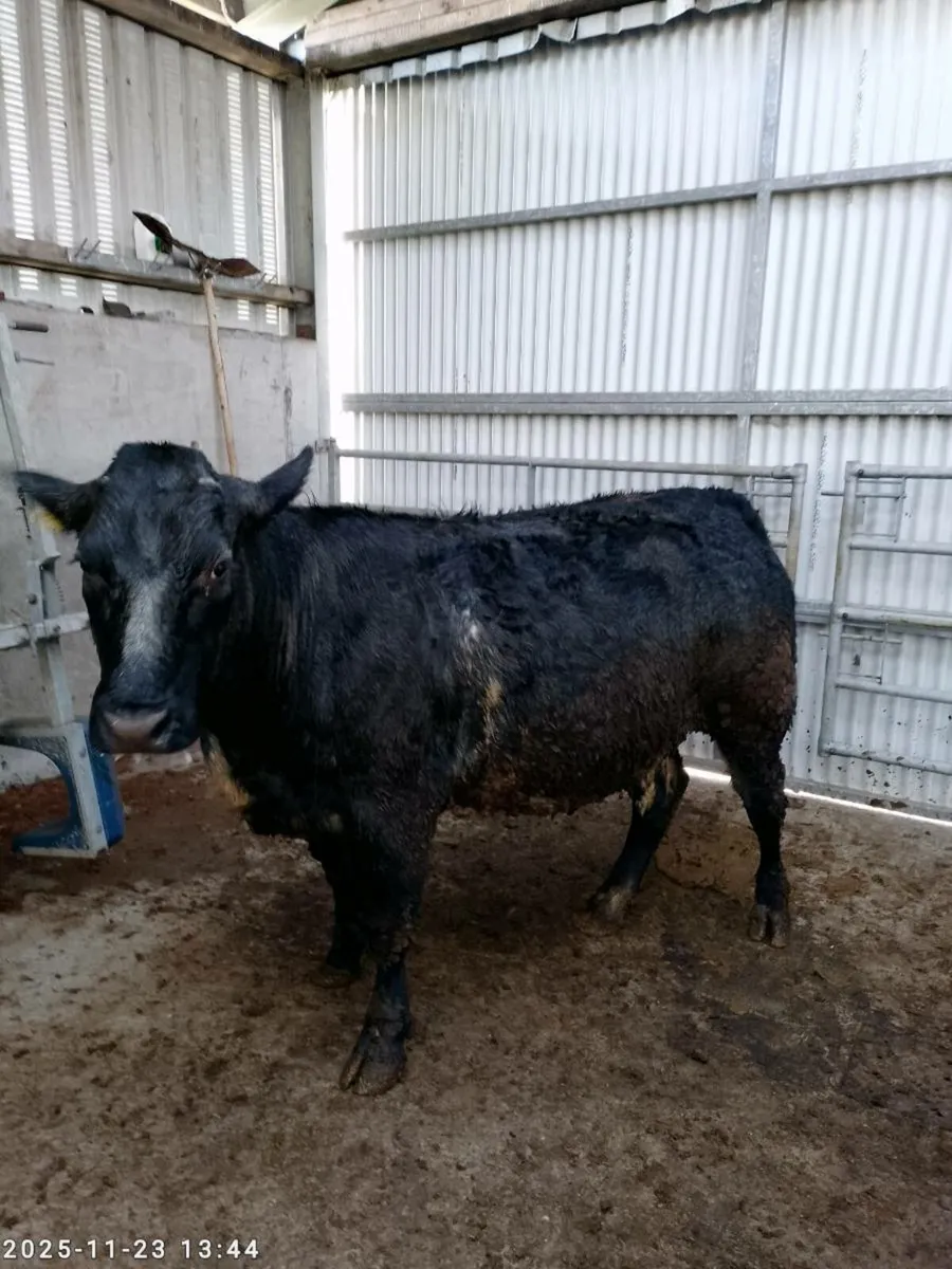 Incalf Heifers - Image 4