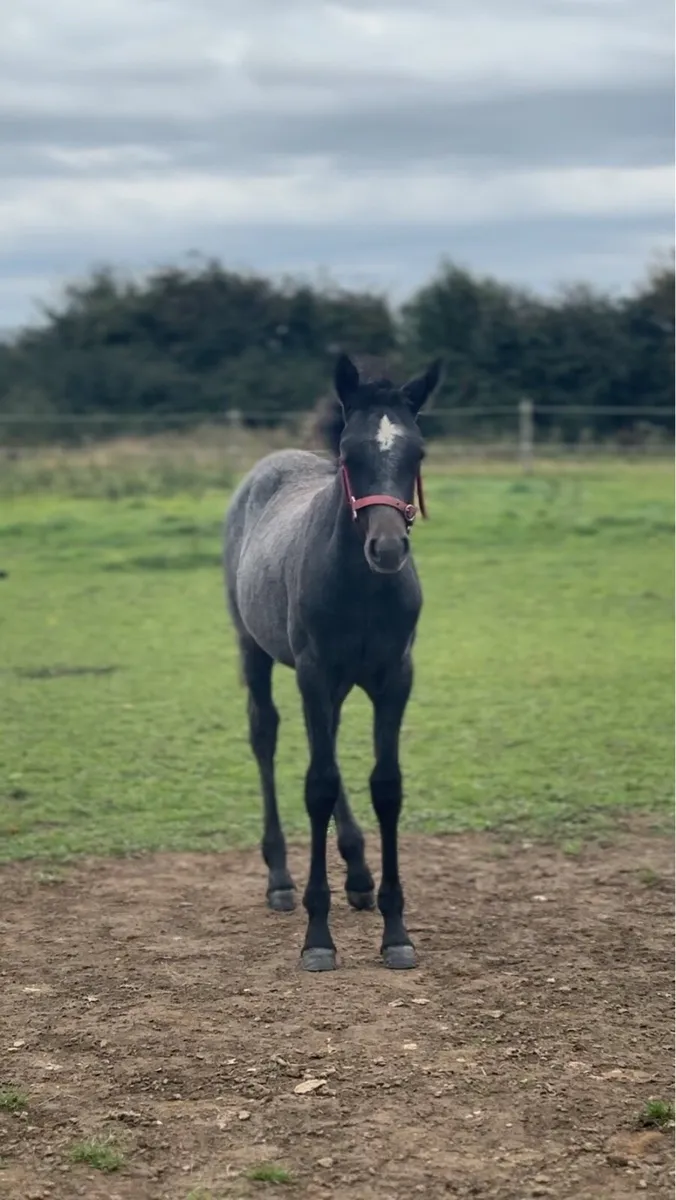 Class 1 Quality Connemara Filly - Image 1