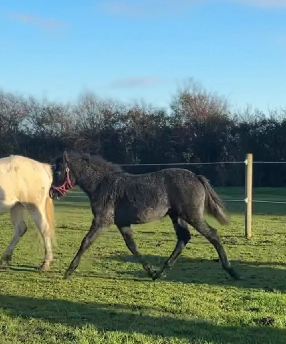 Class 1 Quality Connemara Filly - Image 2