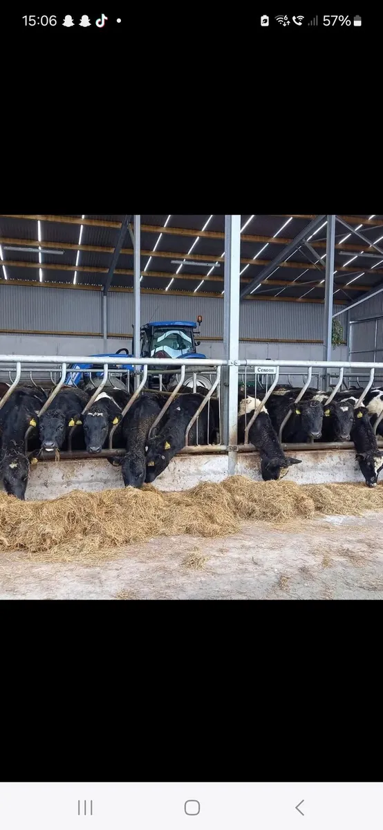 Contract rearing - 2026 season - Image 1