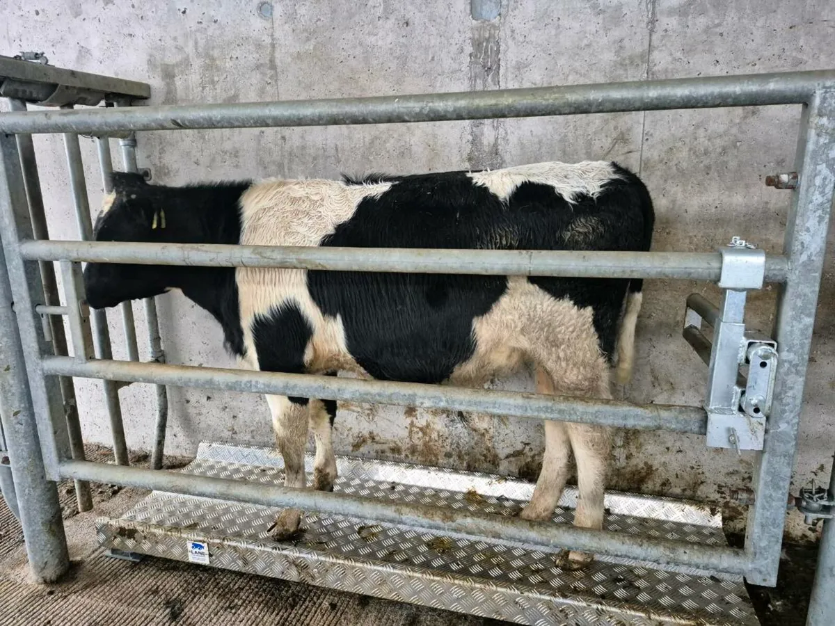 Contract rearing - 2026 season - Image 3