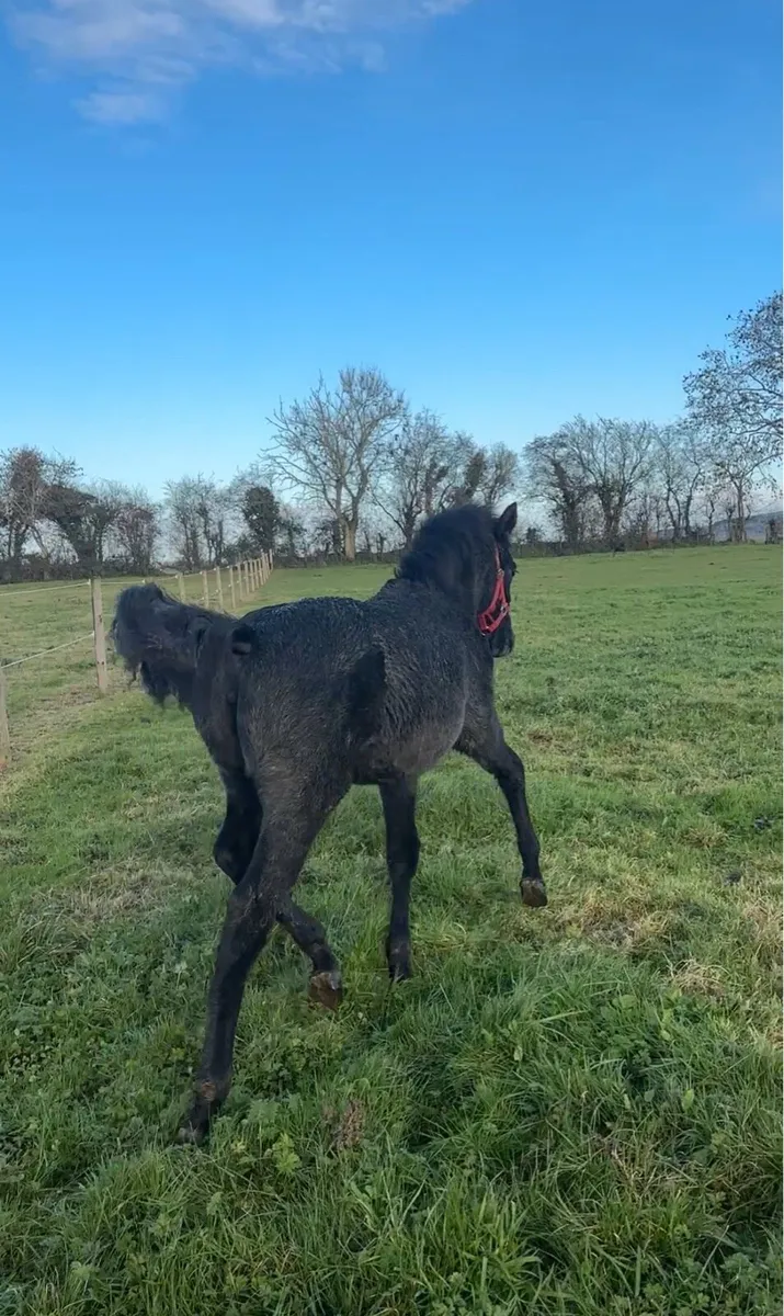 Class 1 Quality Connemara Filly - Image 3