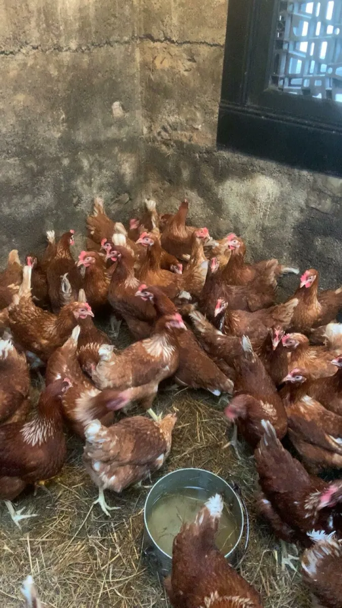 40 great laying hens for sale - Image 1