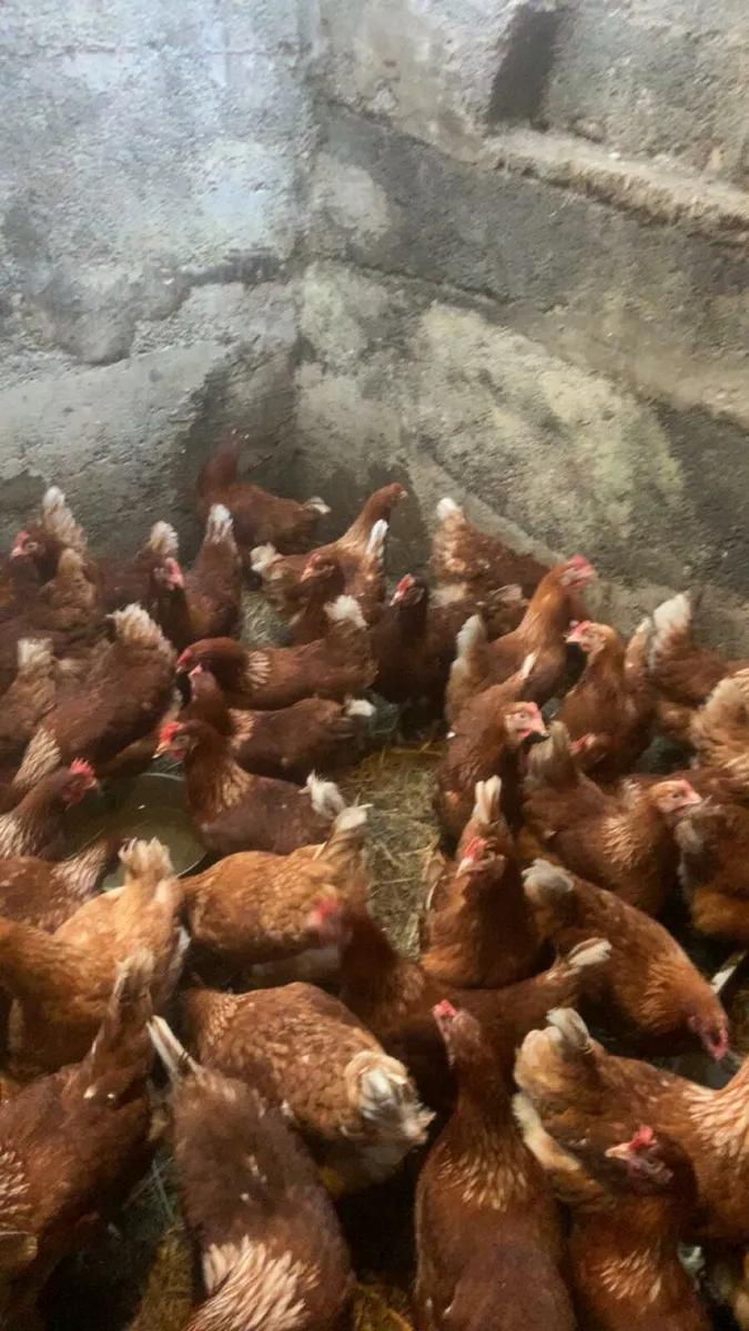 40 great laying hens for sale - Image 2