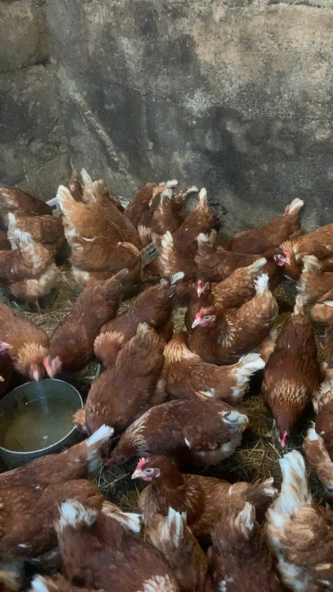 40 great laying hens for sale - Image 3