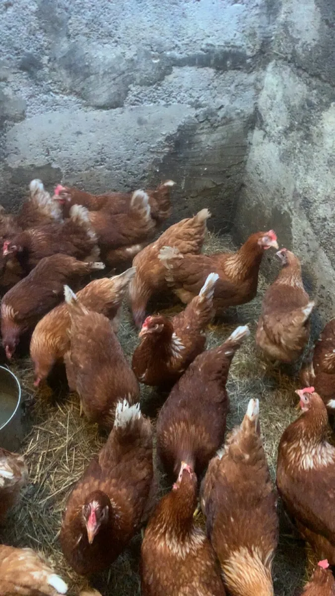 40 great laying hens for sale - Image 4