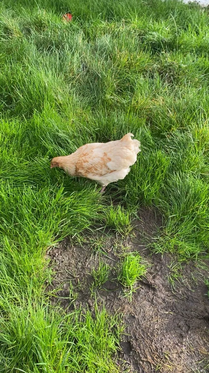 2 lovely hens for sale - Image 3
