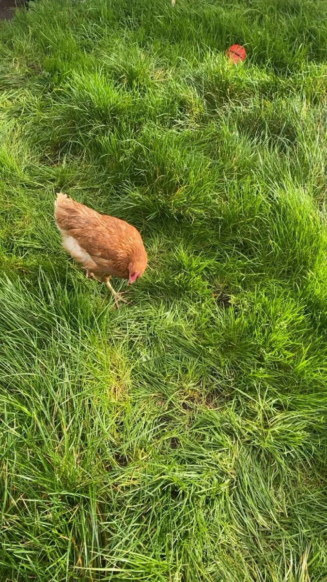 2 lovely hens for sale - Image 4