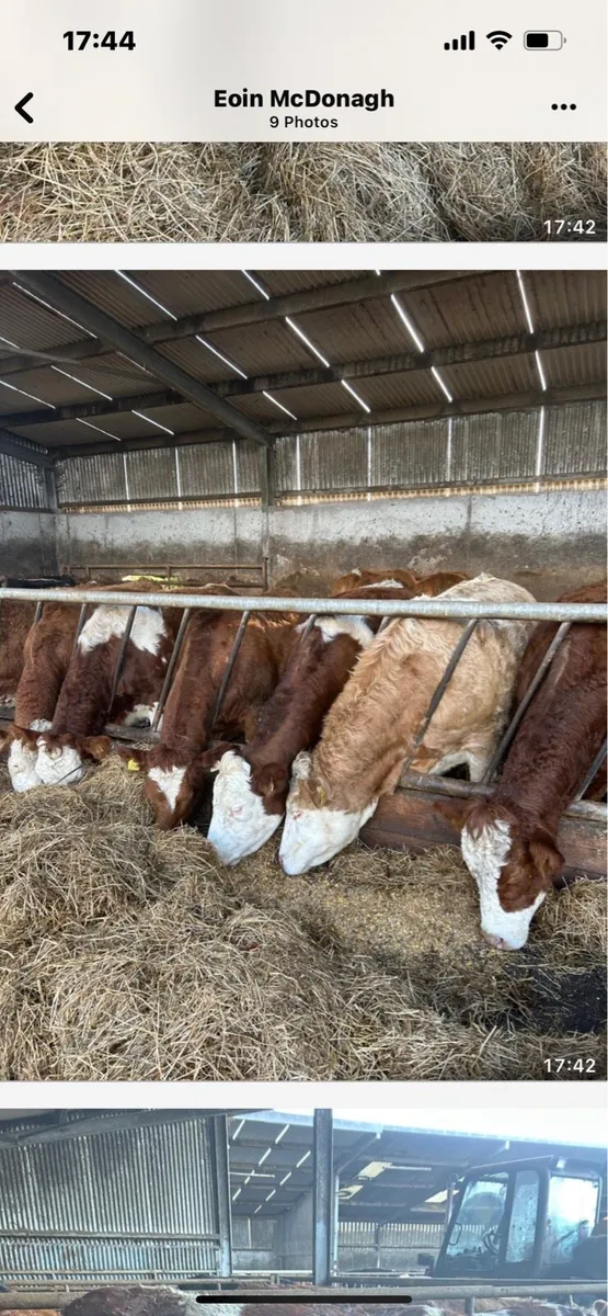 12 Simmental In-Calf Heifers - Image 1