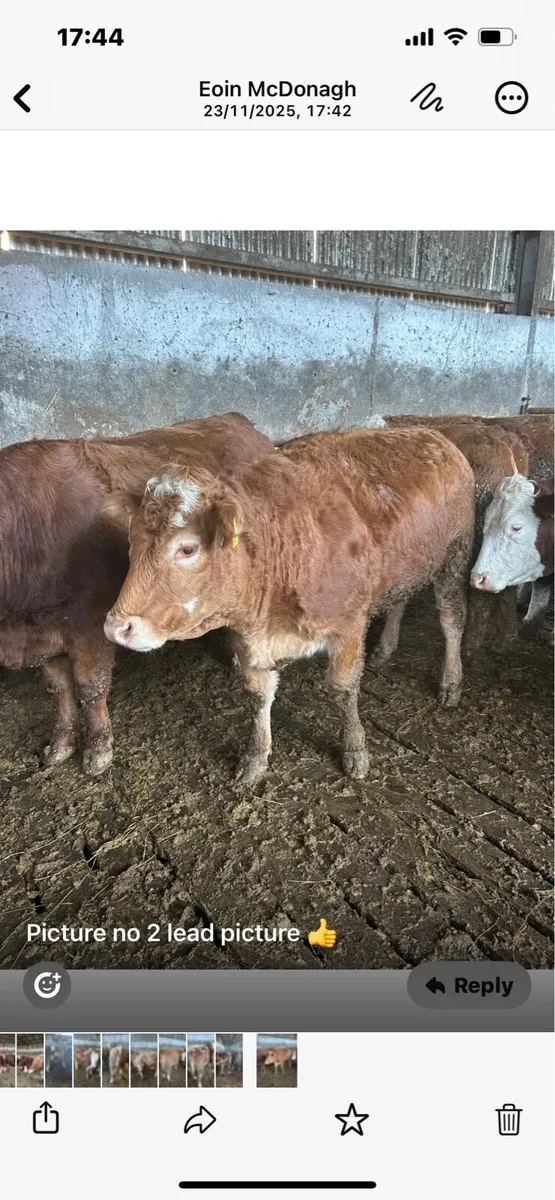 12 Simmental In-Calf Heifers - Image 2