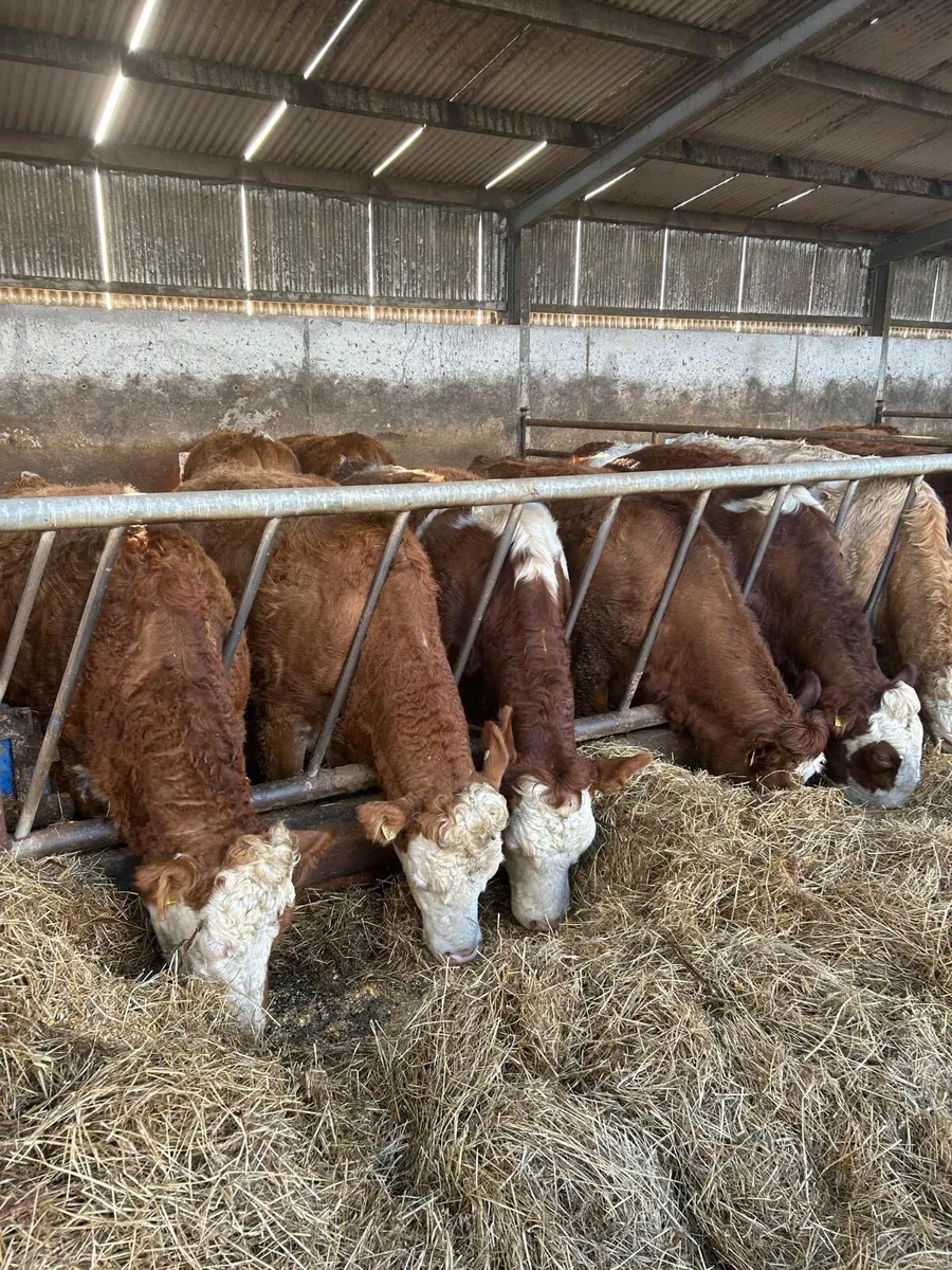 12 Simmental In-Calf Heifers - Image 3