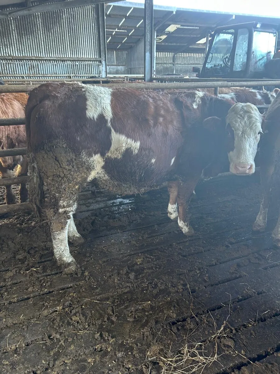 12 Simmental In-Calf Heifers - Image 4