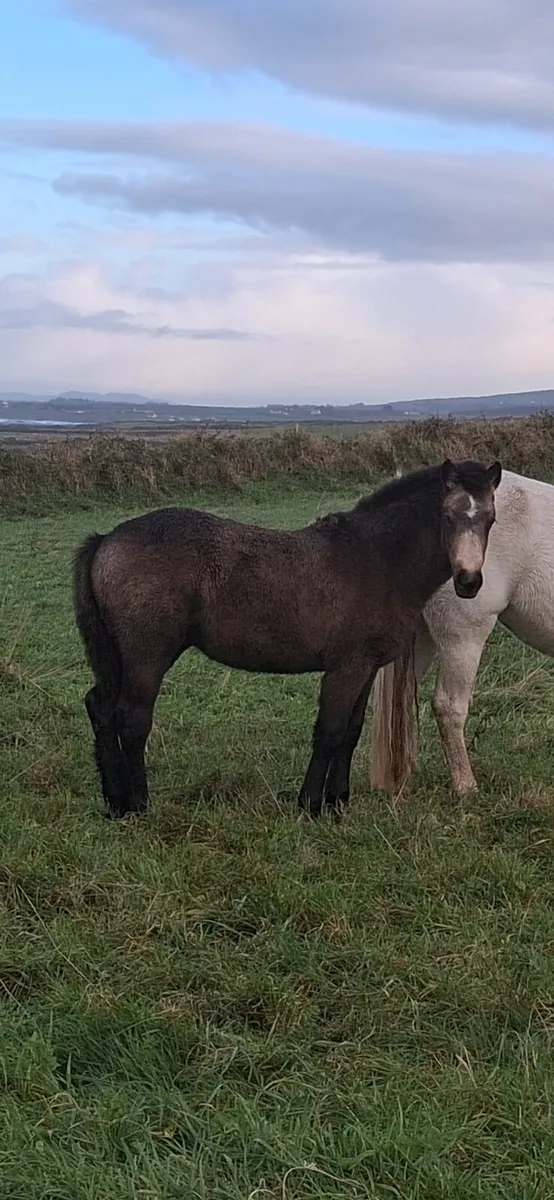 Connemara Filly Foal - Image 1