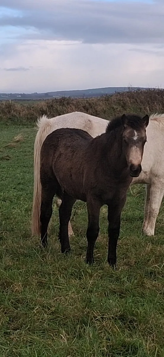 Connemara Filly Foal - Image 2