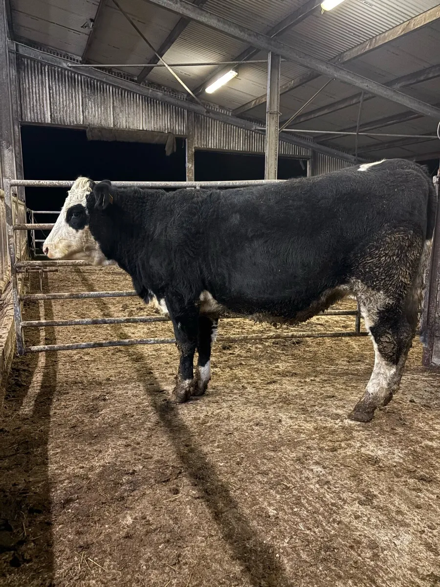 incalf heifer for sale - Image 1