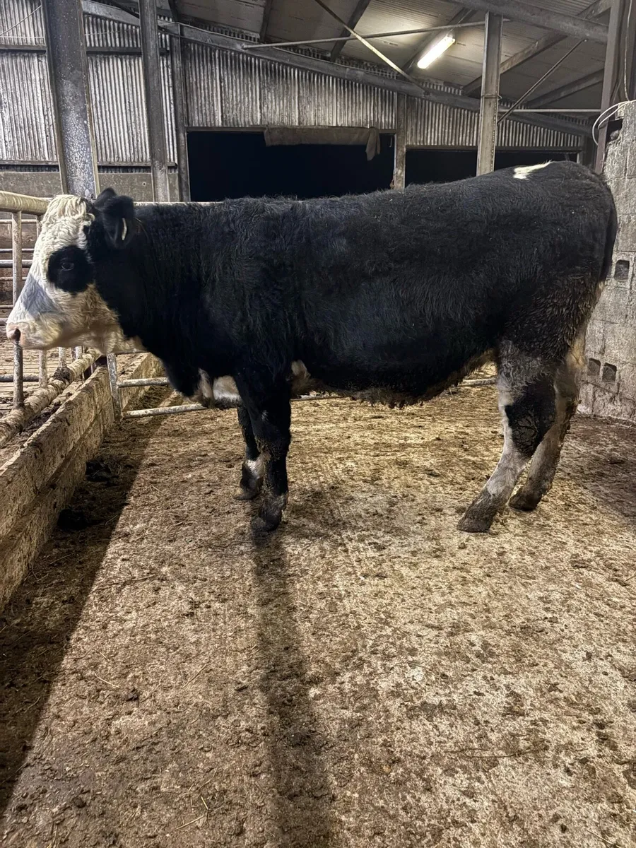 incalf heifer for sale - Image 2