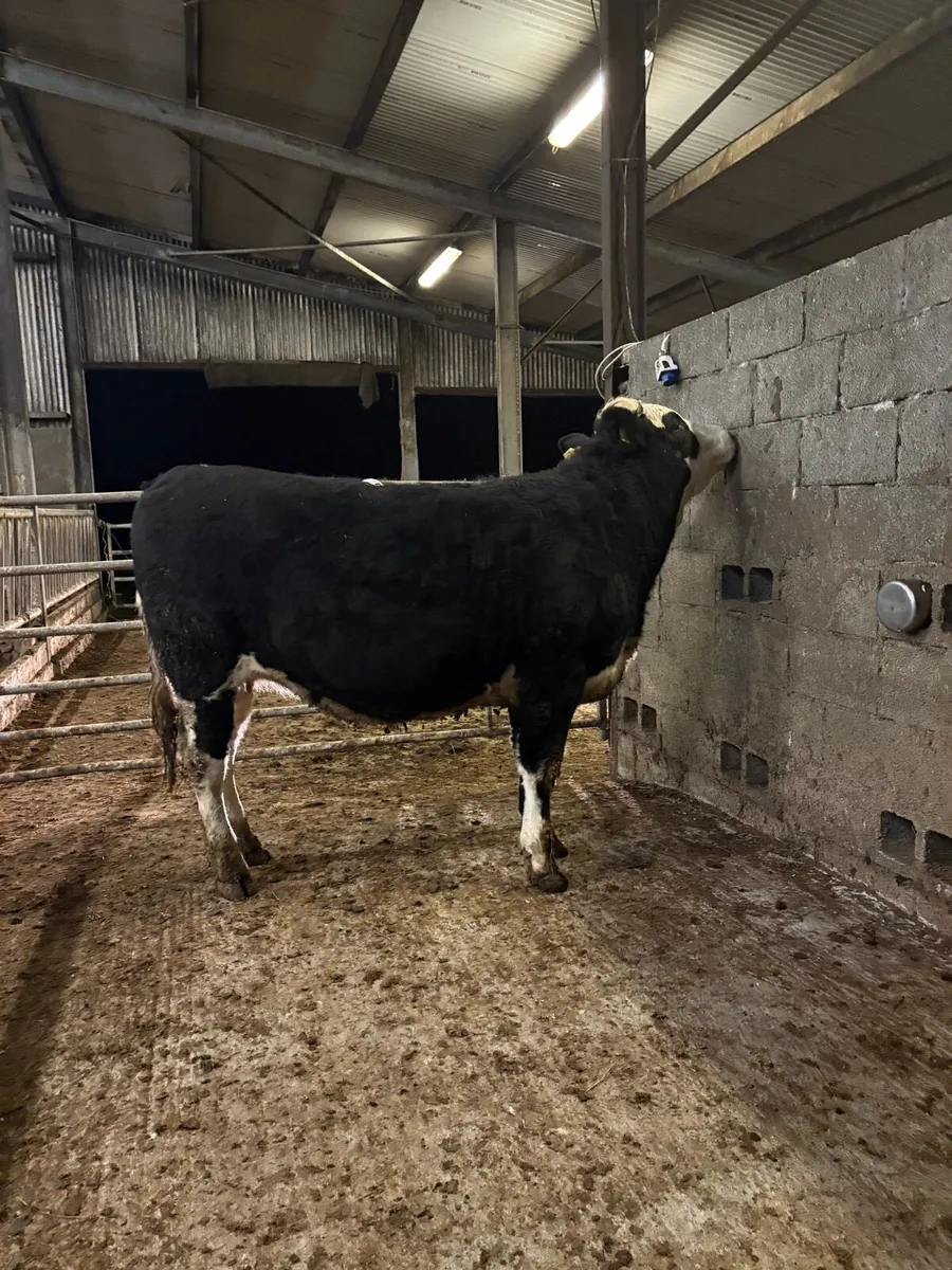 incalf heifer for sale - Image 3