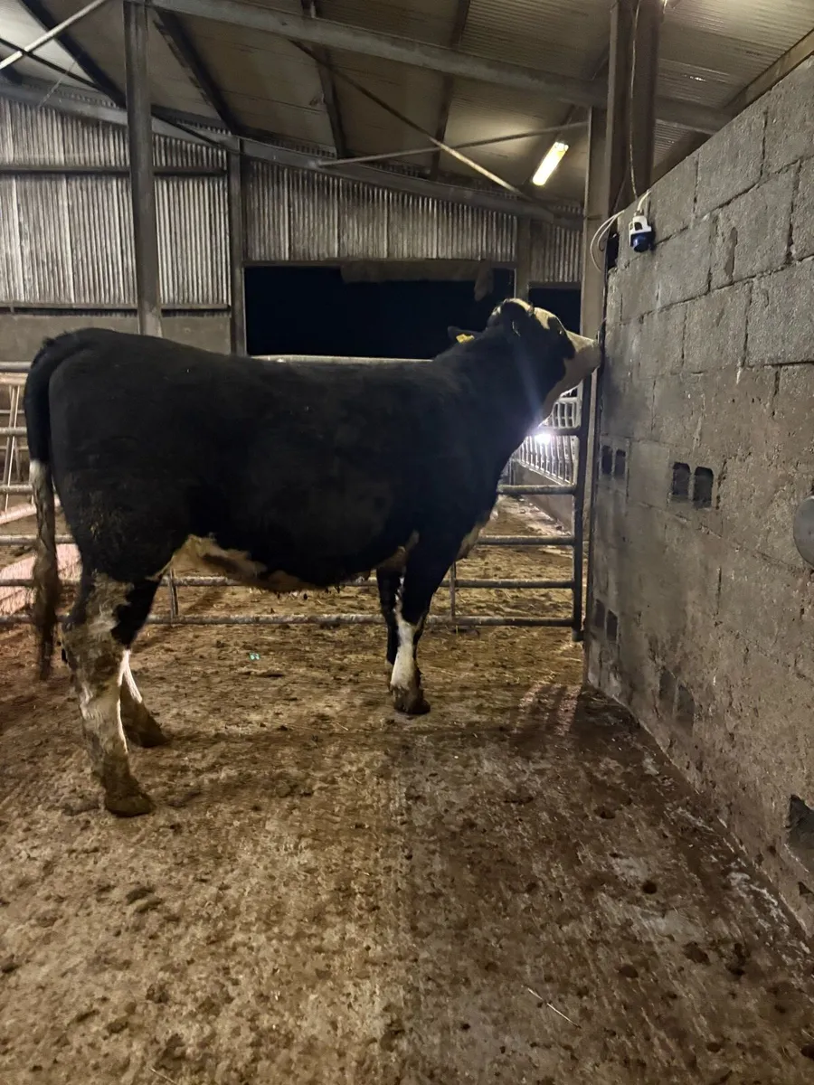incalf heifer for sale - Image 4