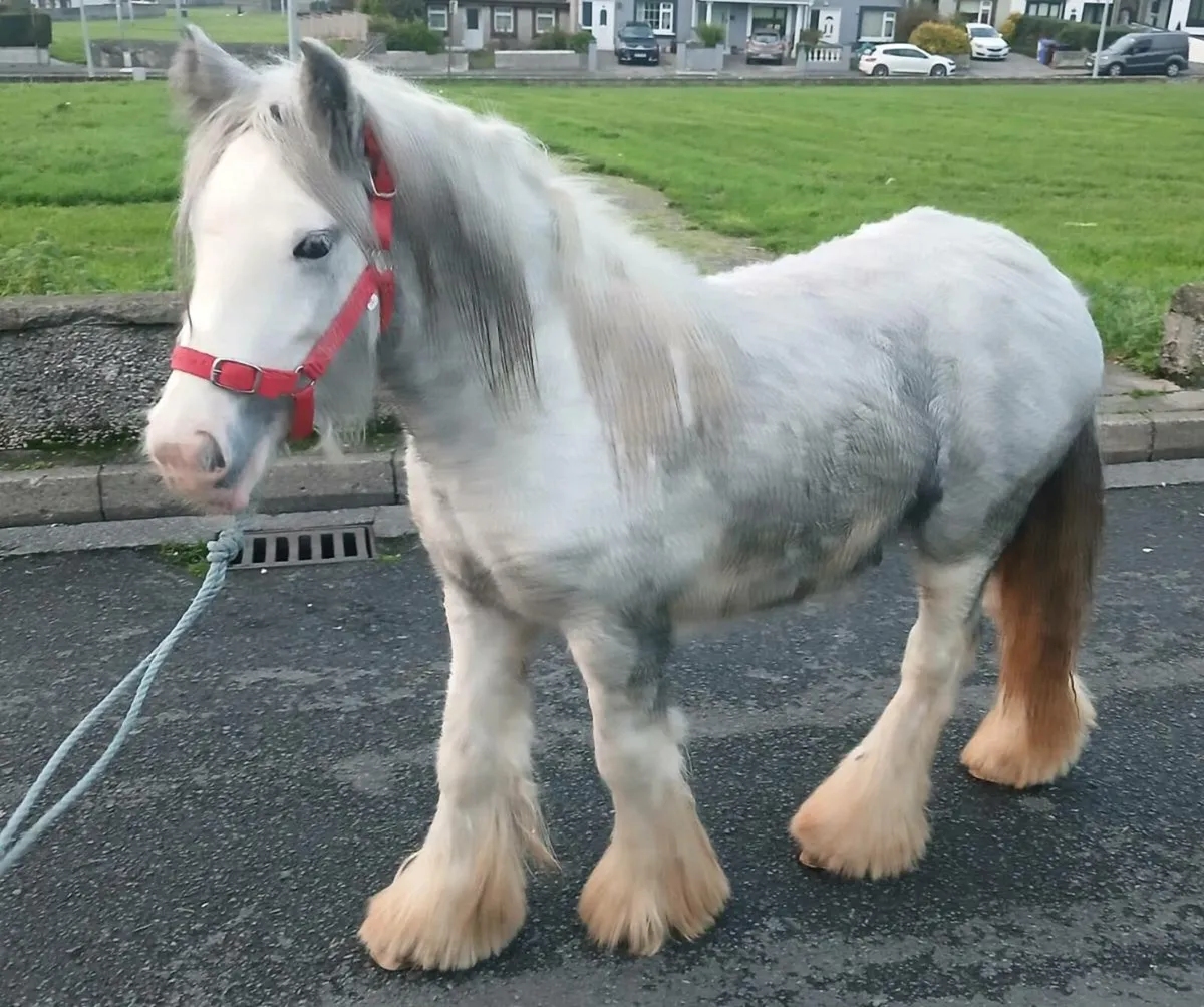 Pony looking for a new home - Image 1