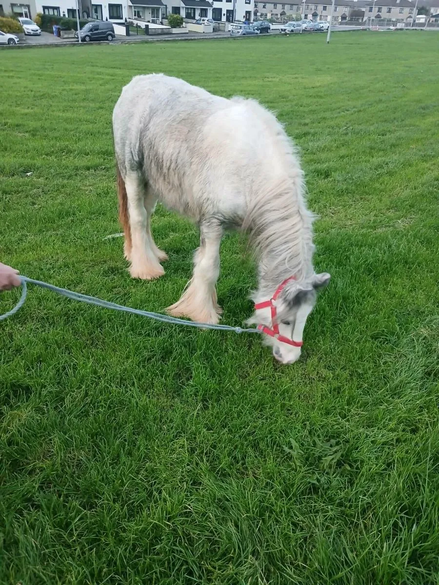 Pony looking for a new home - Image 2