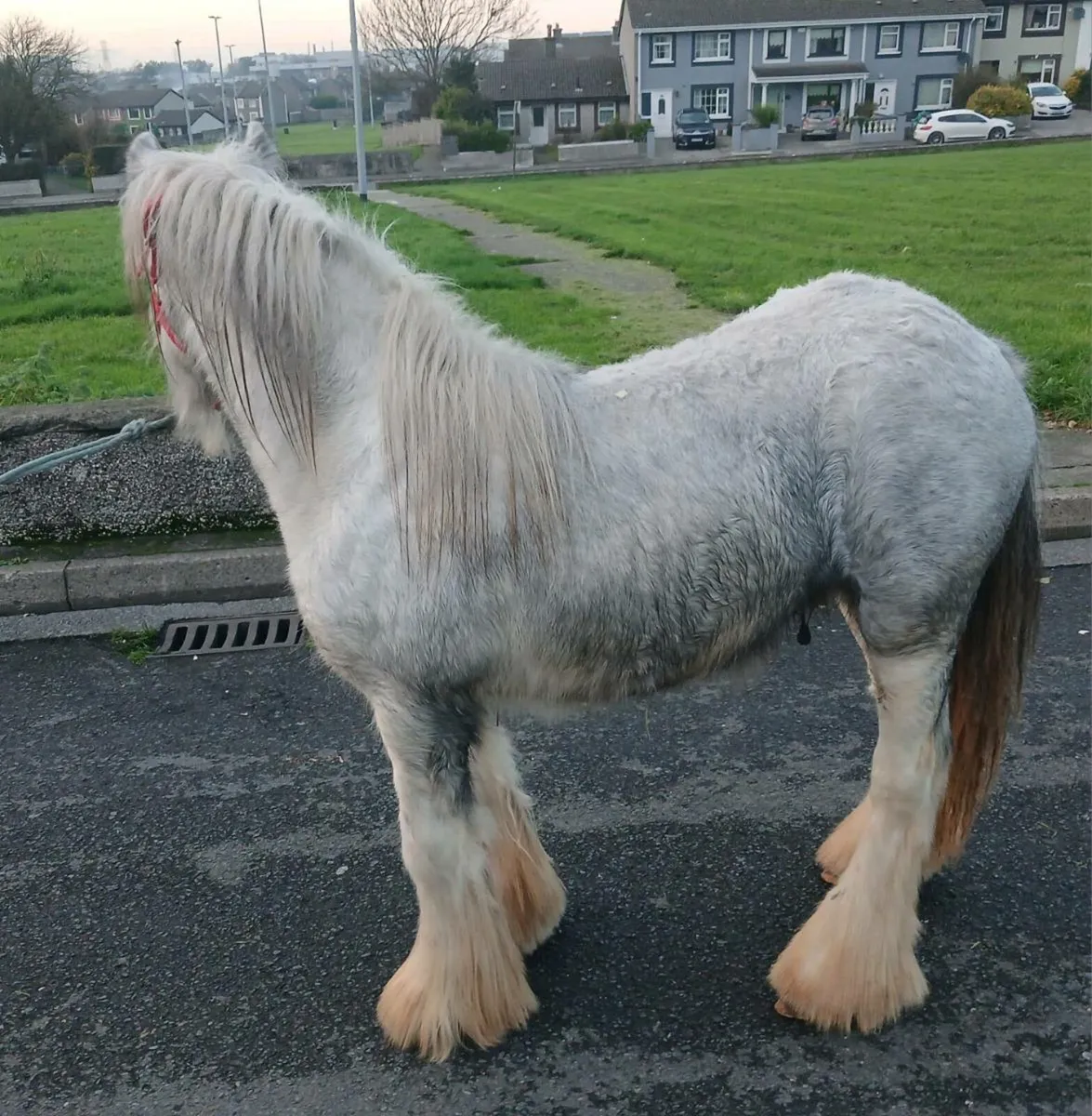 Pony looking for a new home - Image 3