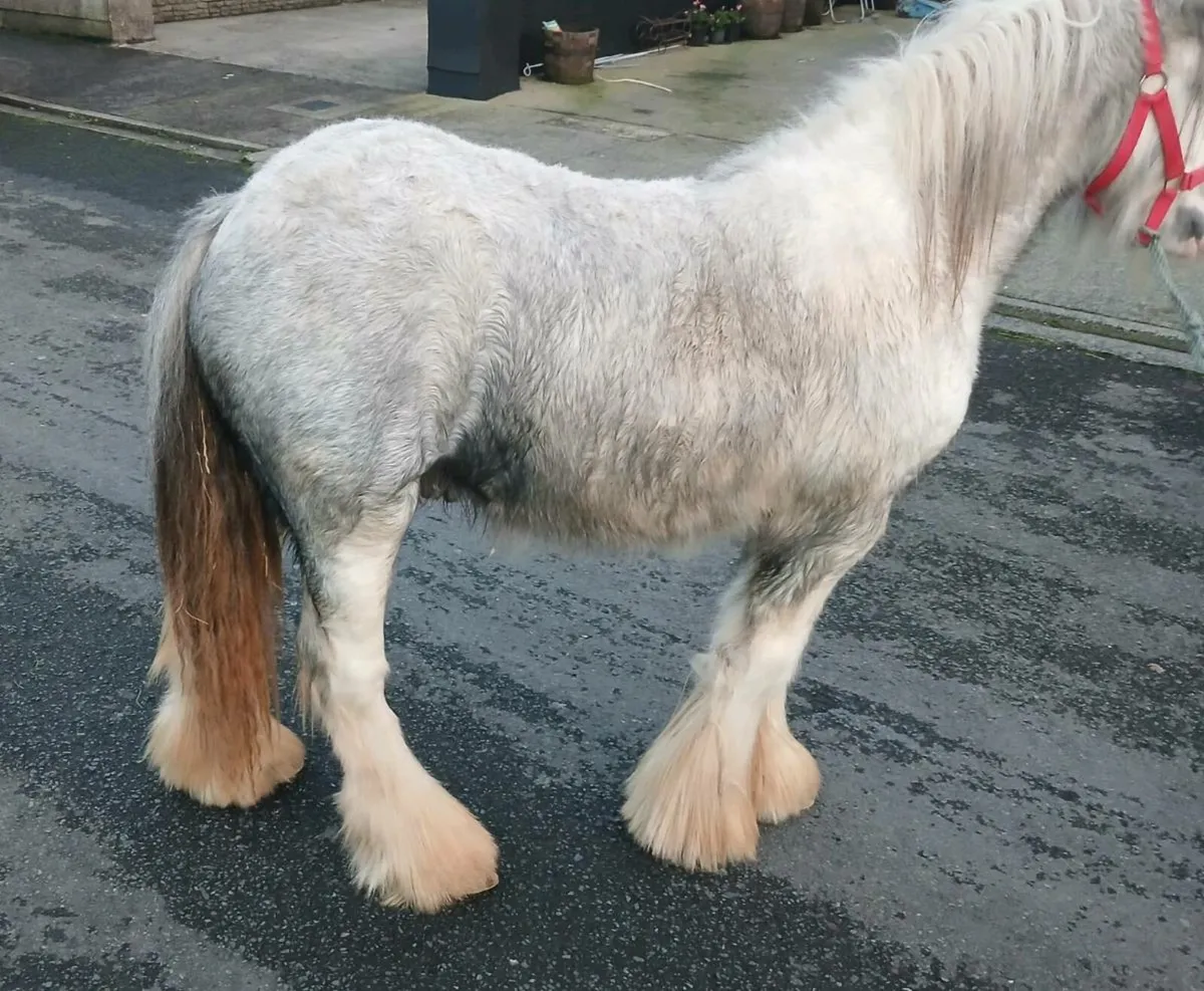 Pony looking for a new home - Image 4